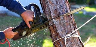 Trusted St Anthony, ID  Tree Services Experts